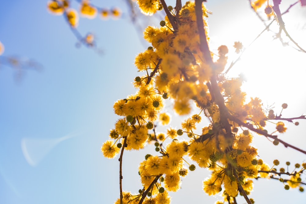 árvore da folha amarela sob o céu azul durante o dia