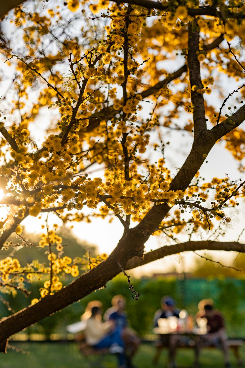 yellow leaves on tree branch during daytime