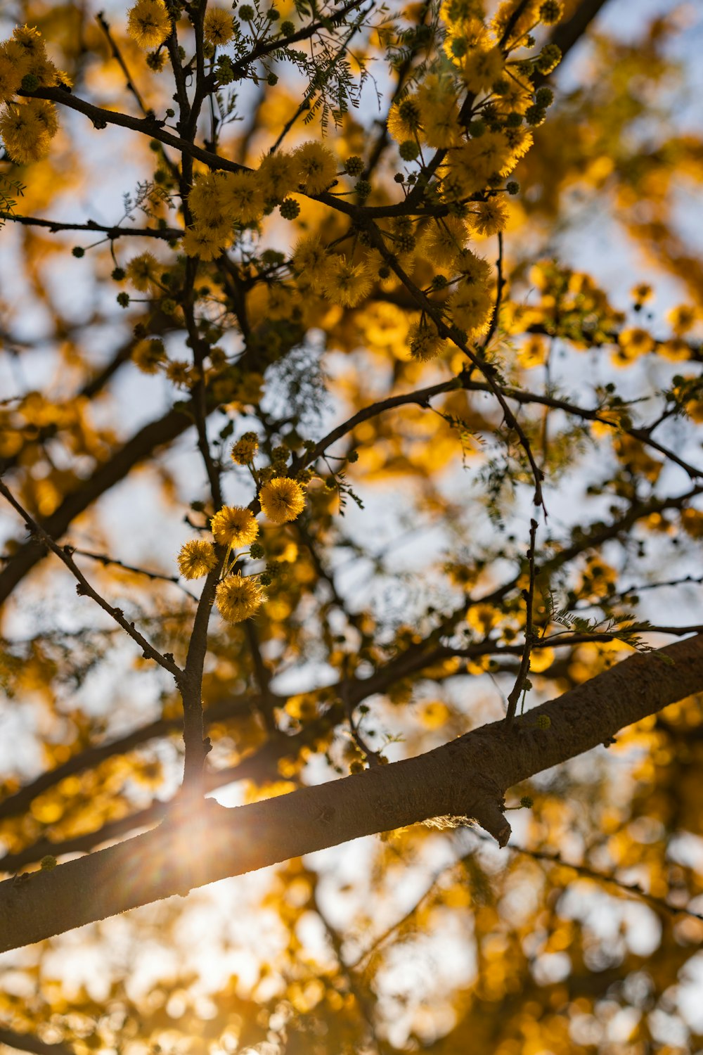 flores amarelas no galho marrom da árvore durante o dia