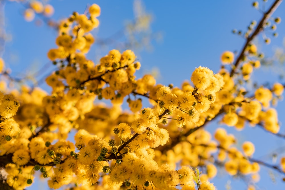 flor amarela sob o céu azul durante o dia