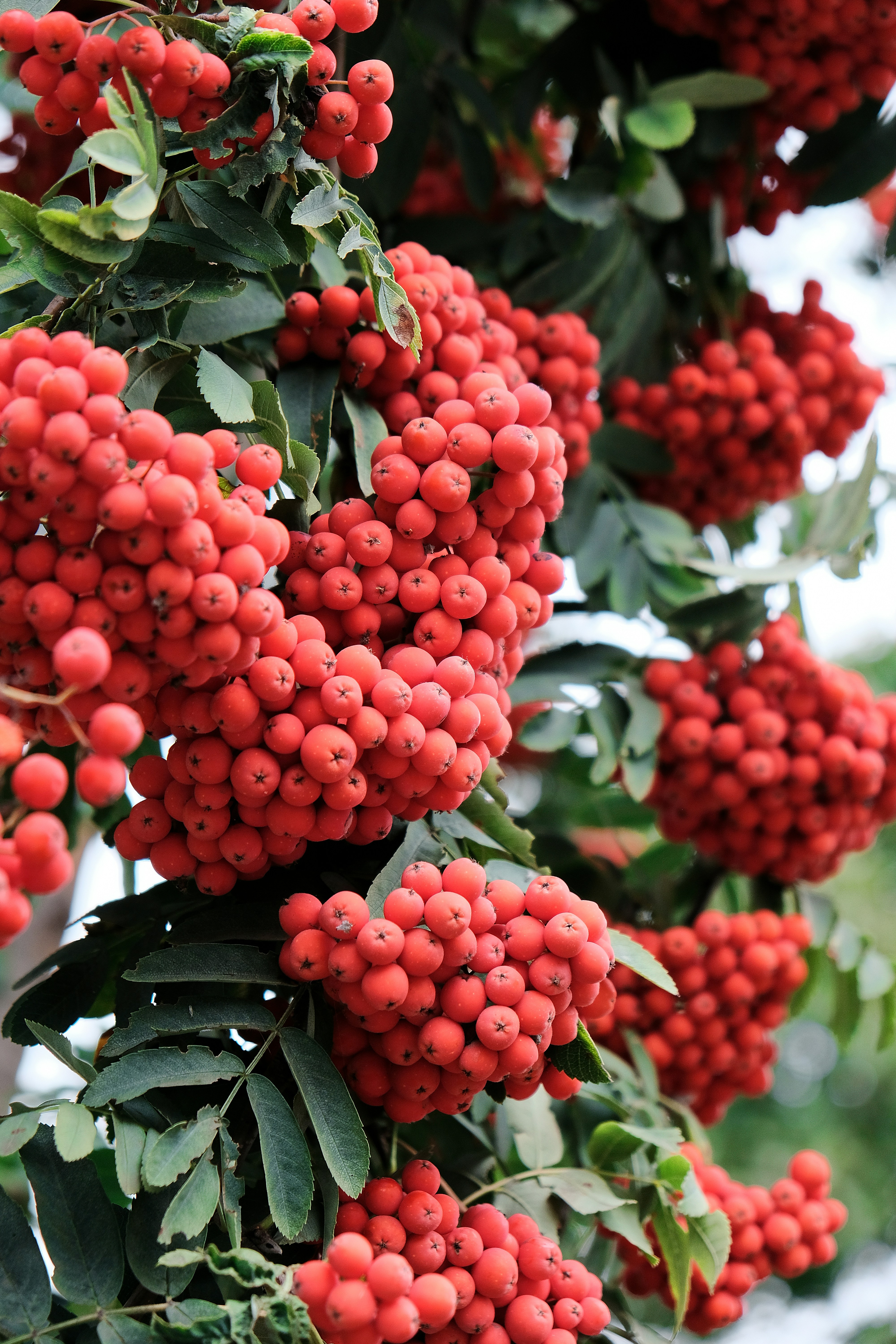 Photo by dpidhrushnyi