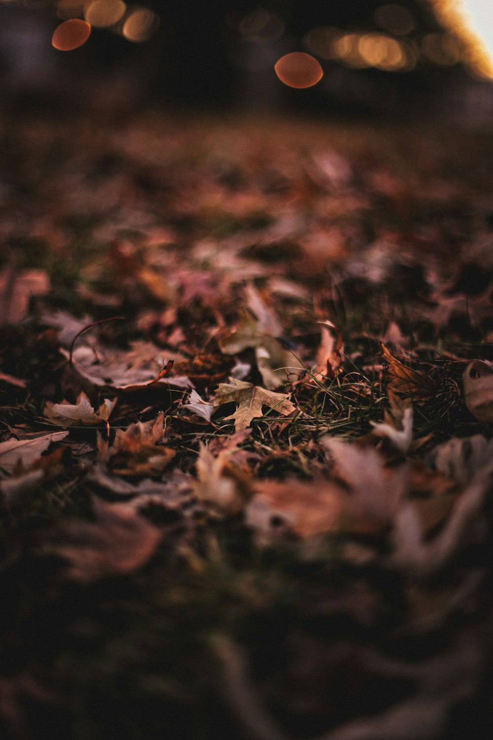 brown dried leaves on ground