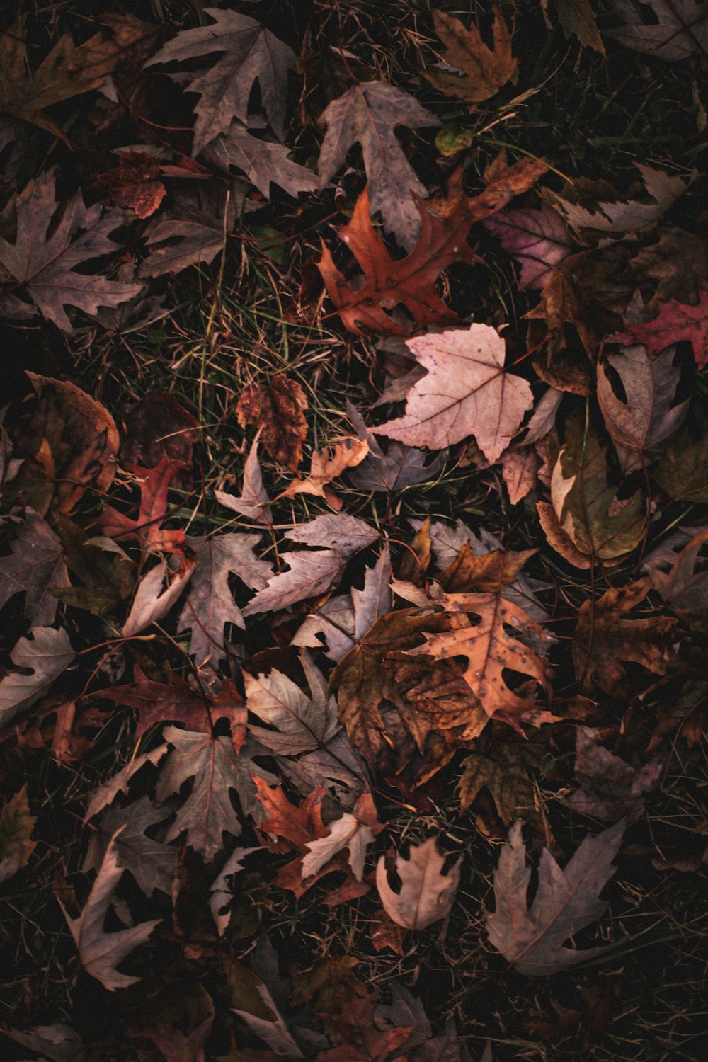 brown dried leaves on ground