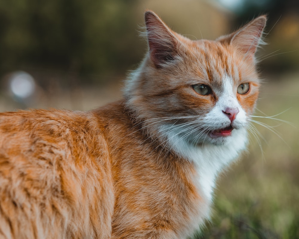 orange and white tabby cat on green grass during daytime