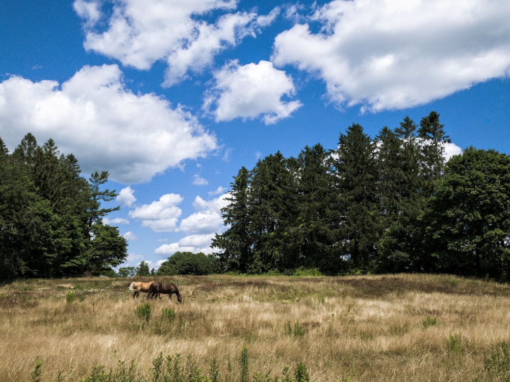 cheval brun sur un champ d’herbe brune près d’arbres verts sous un ciel nuageux bleu et blanc pendant