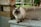 A fluffy cat with a flat face stands on a stone step. Its fur is a mix of cream and brown, and it has striking blue eyes. In the background, there is a patio area with a stone path and some outdoor furniture, as well as greenery and a tree.