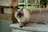 A fluffy cat with a flat face stands on a stone step. Its fur is a mix of cream and brown, and it has striking blue eyes. In the background, there is a patio area with a stone path and some outdoor furniture, as well as greenery and a tree.