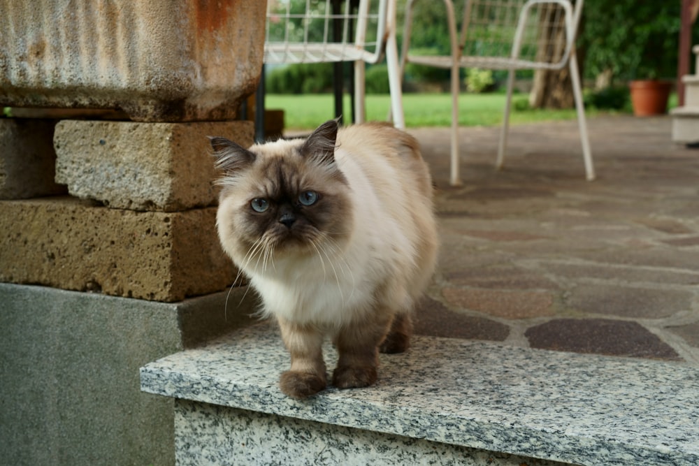 brown and white long fur cat on gray concrete bench