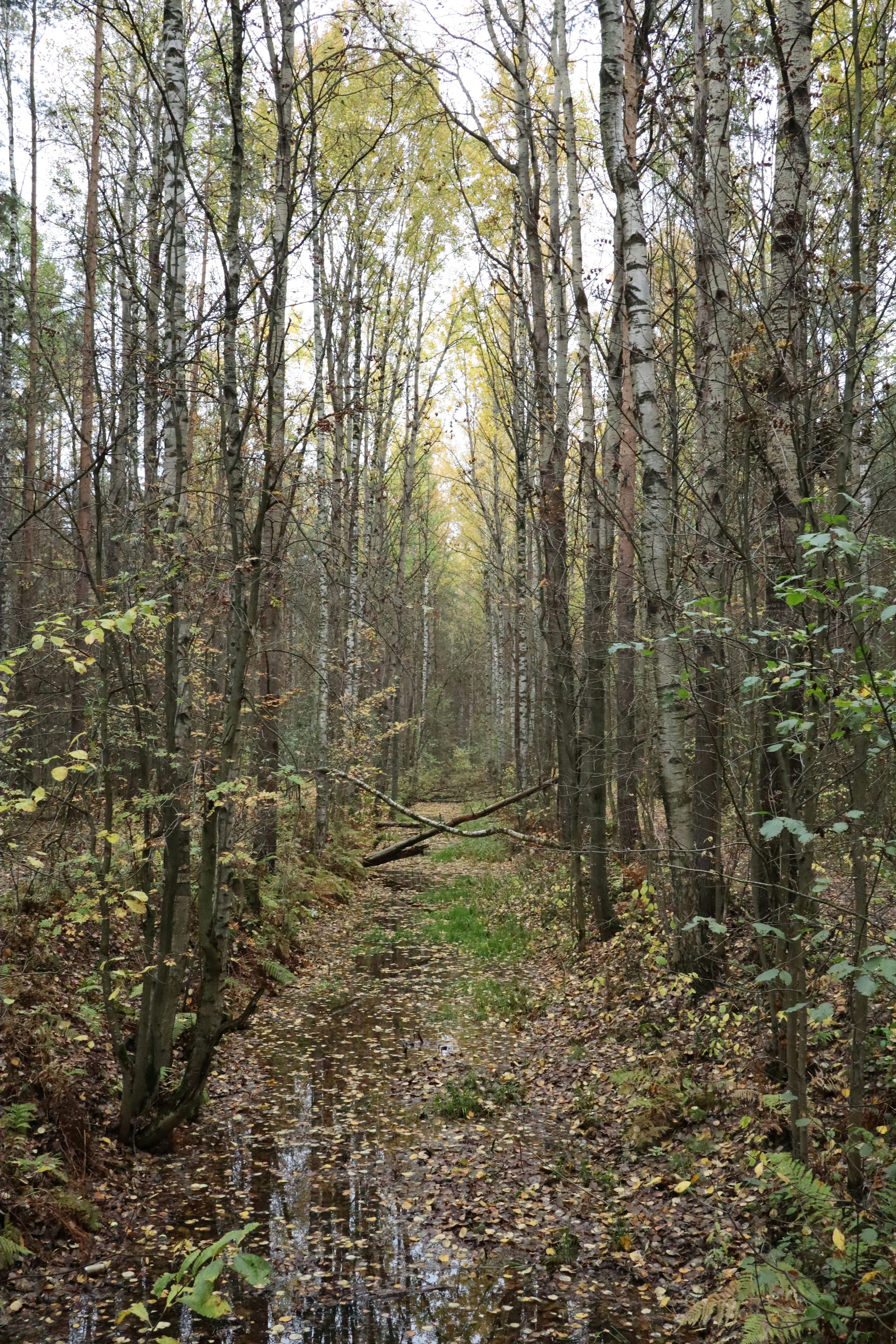 Photo by makakakakala