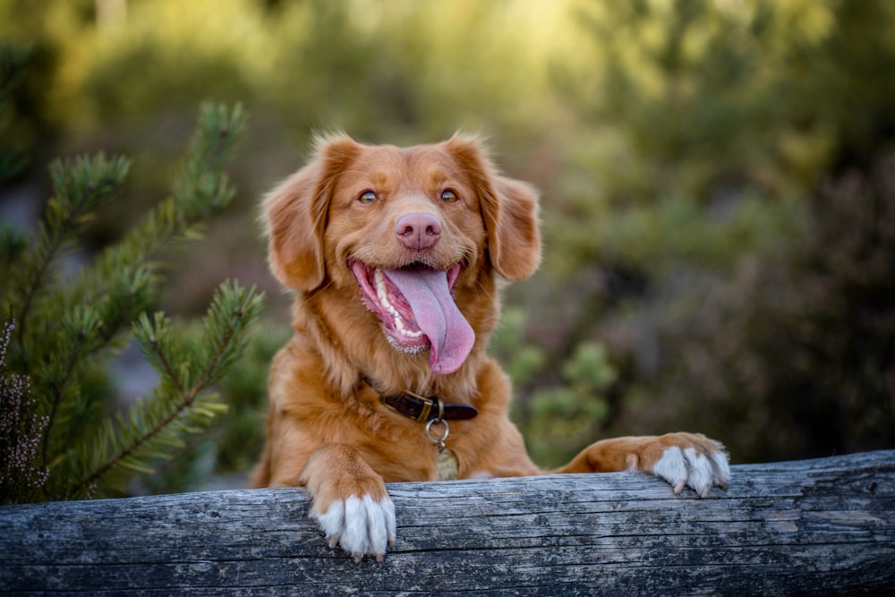 brown long coated dog lying on gray wooden plank during daytime