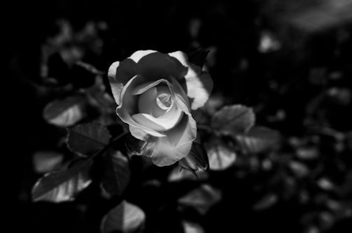 grayscale photo of rose flower