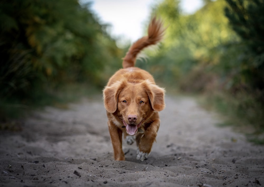 brown short coated dog on gray sand during daytime