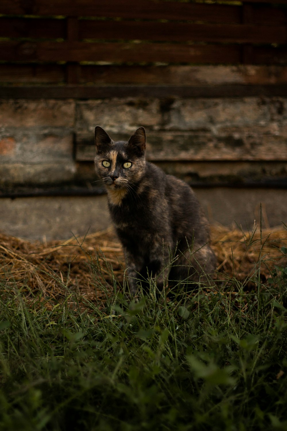 black cat on green grass