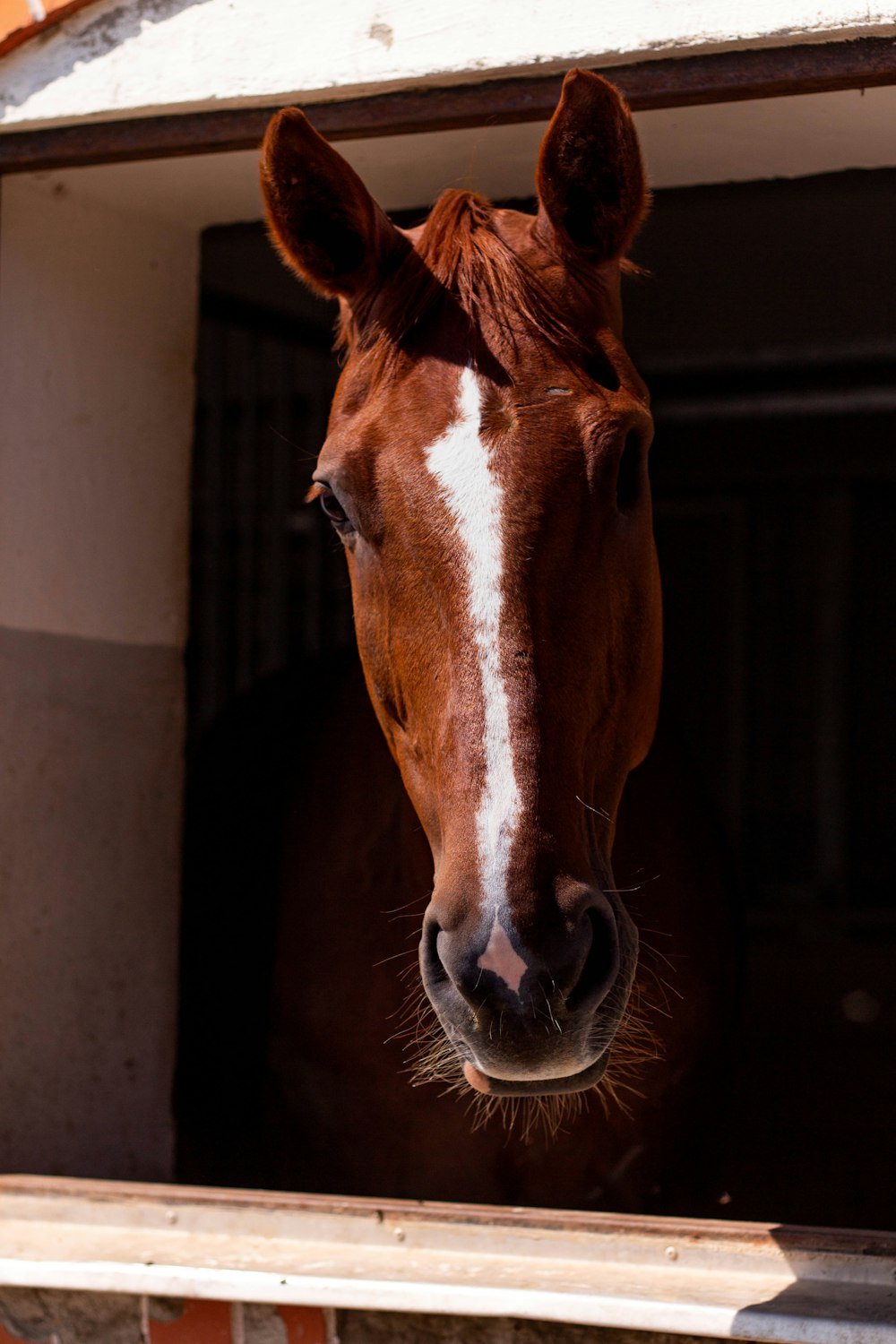 brown and white horse in a dark room