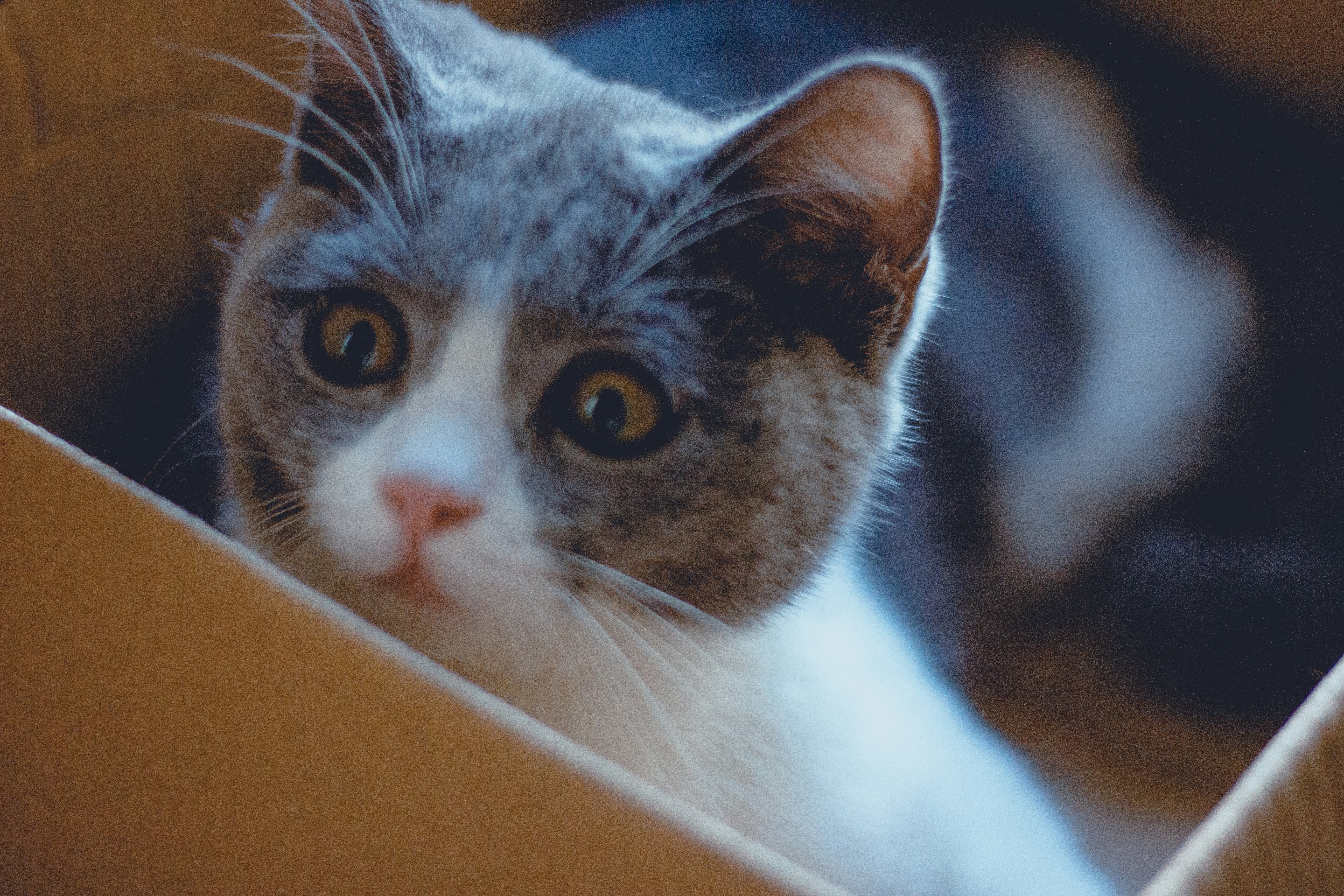 The Drawer Dweller (image credits: unsplash)