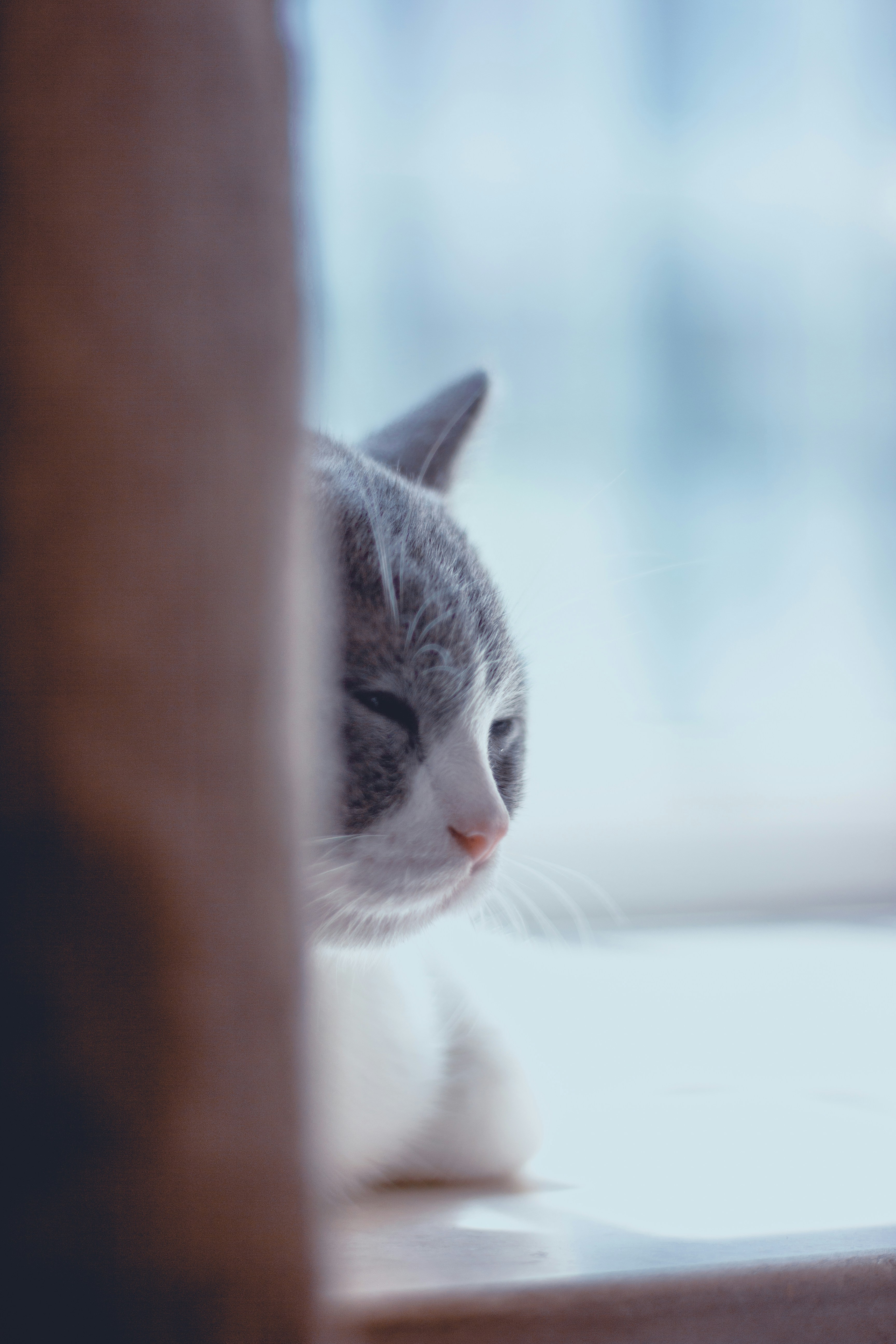silver tabby cat on brown wooden post