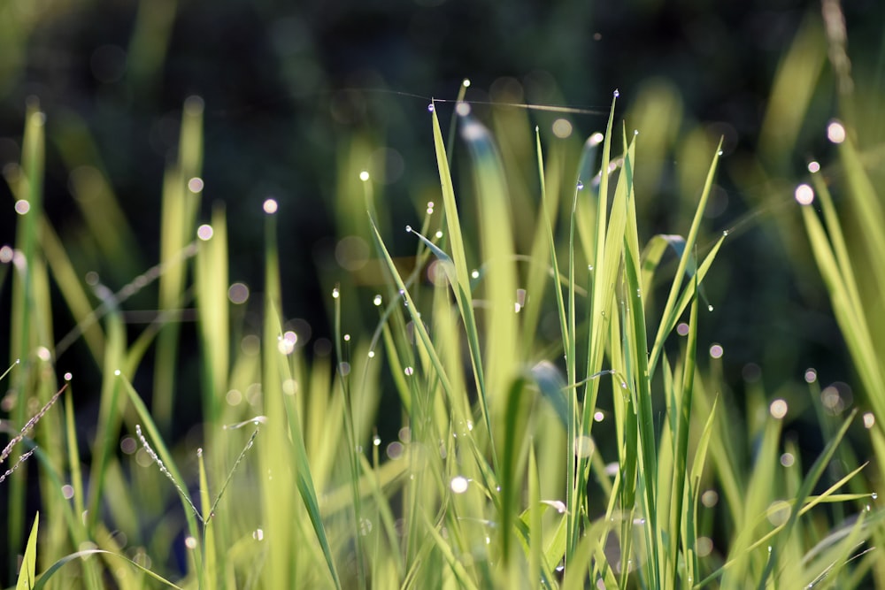 green grass with water droplets