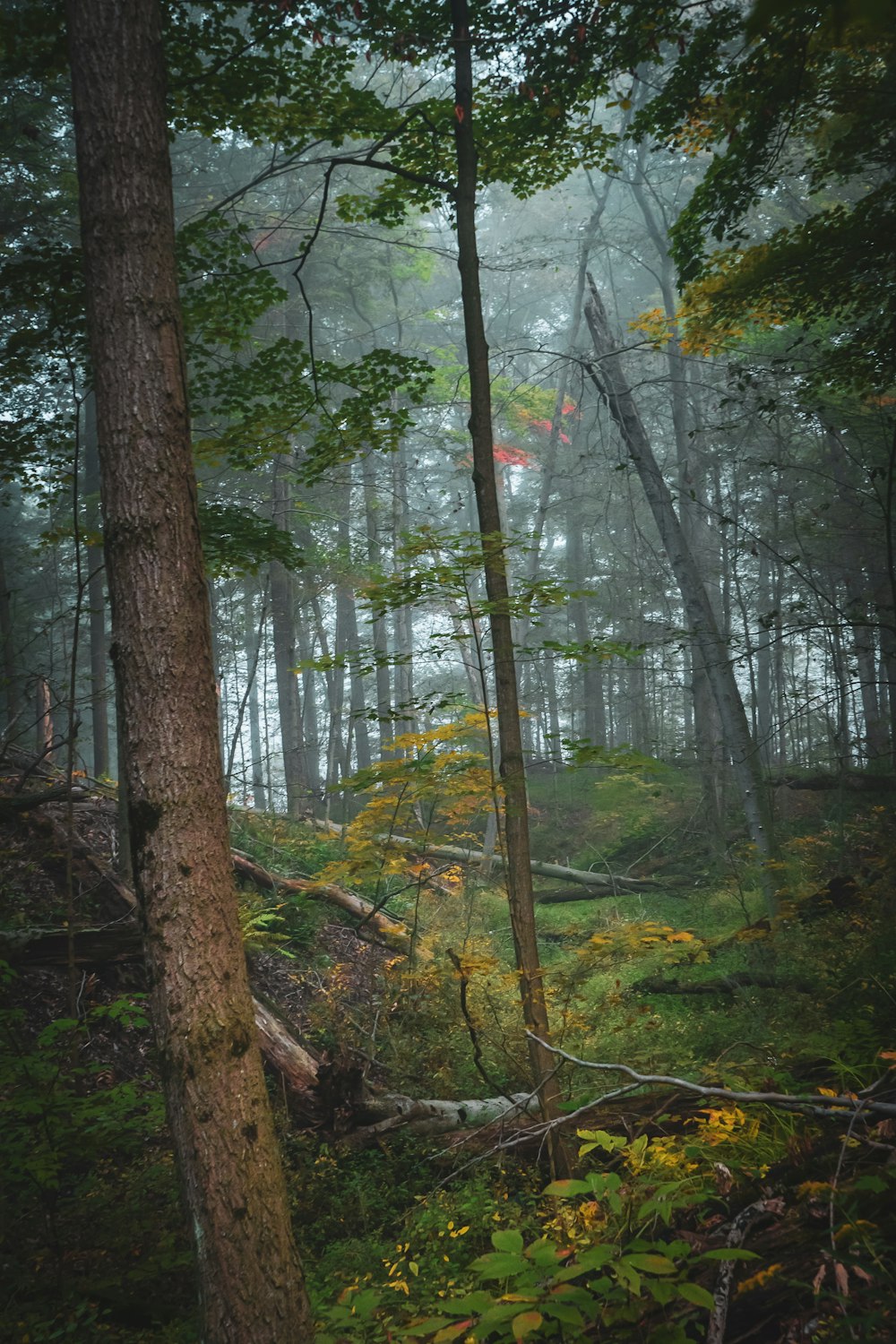 green trees on forest during daytime