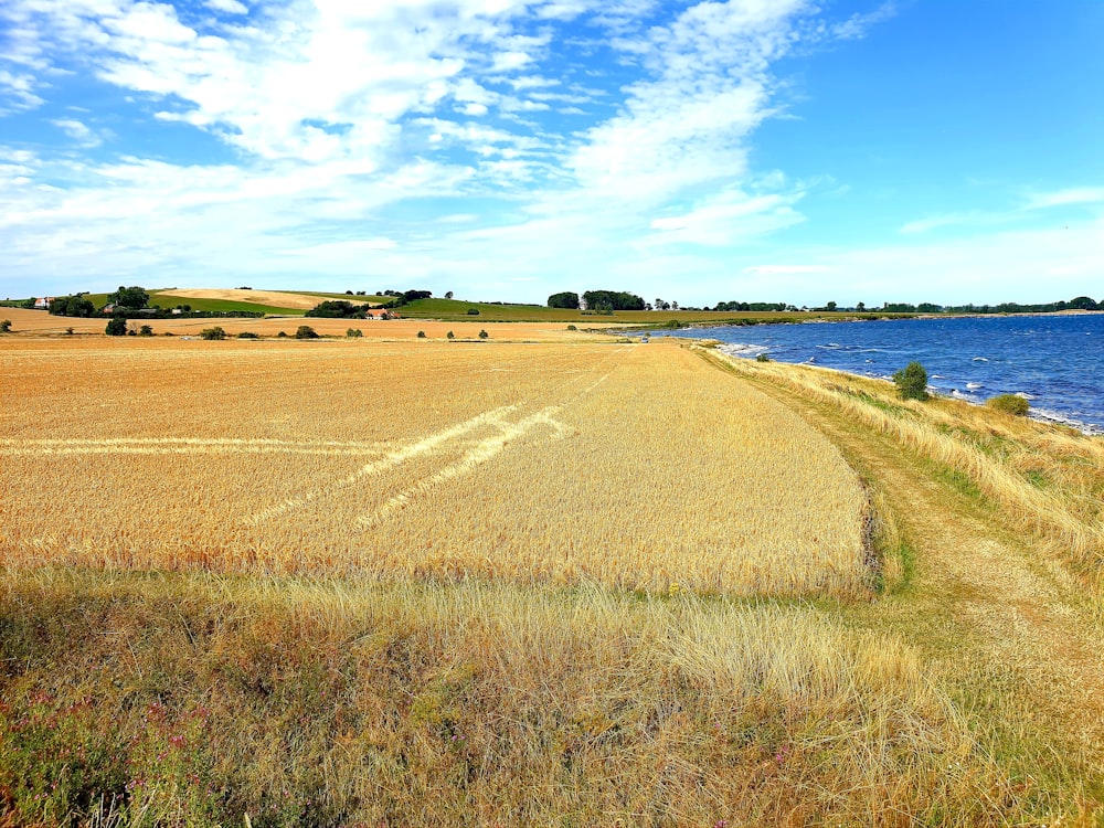 brown grass field under blue sky during daytime