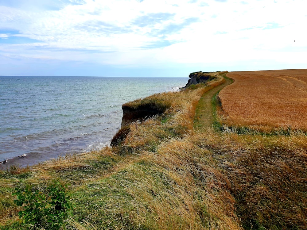 brown grass field near body of water during daytime