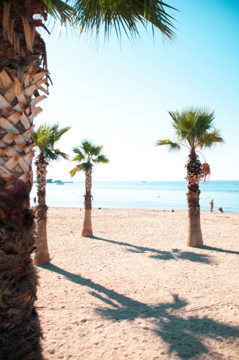 palm tree on beach shore during daytime