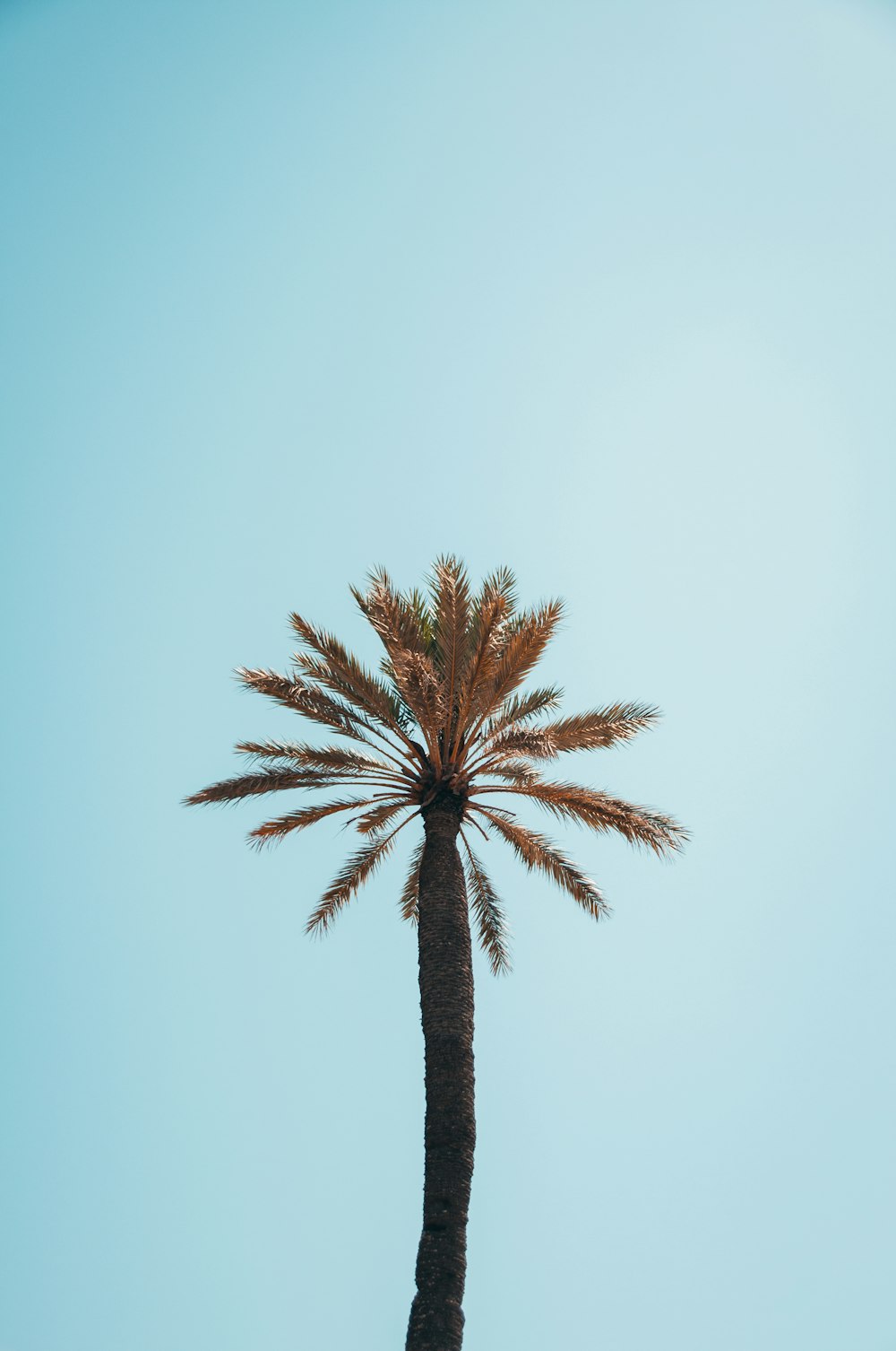 green palm tree under white sky