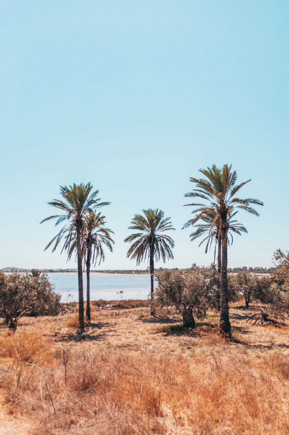 green palm tree near body of water during daytime