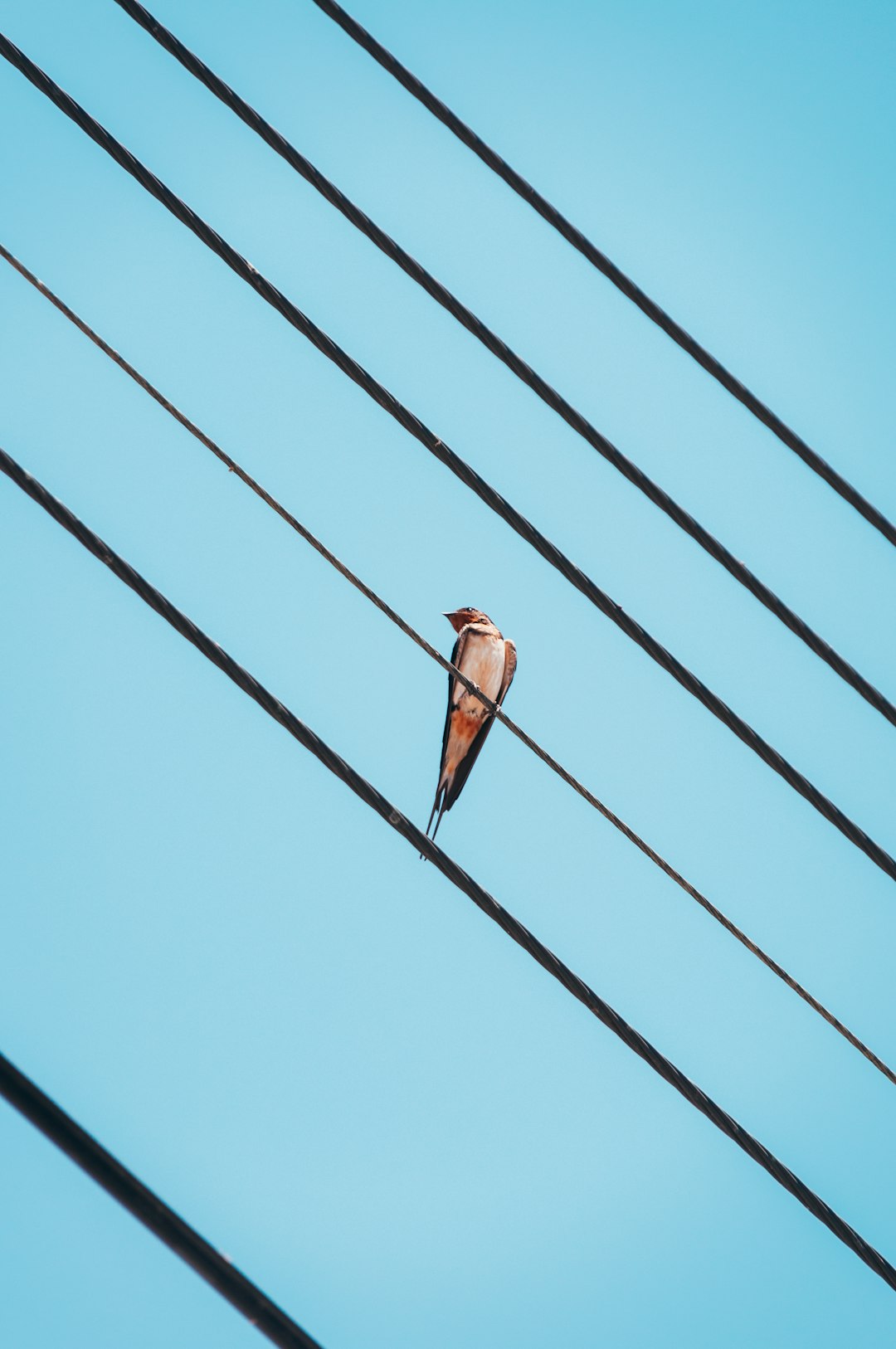 brown bird on black wire during daytime