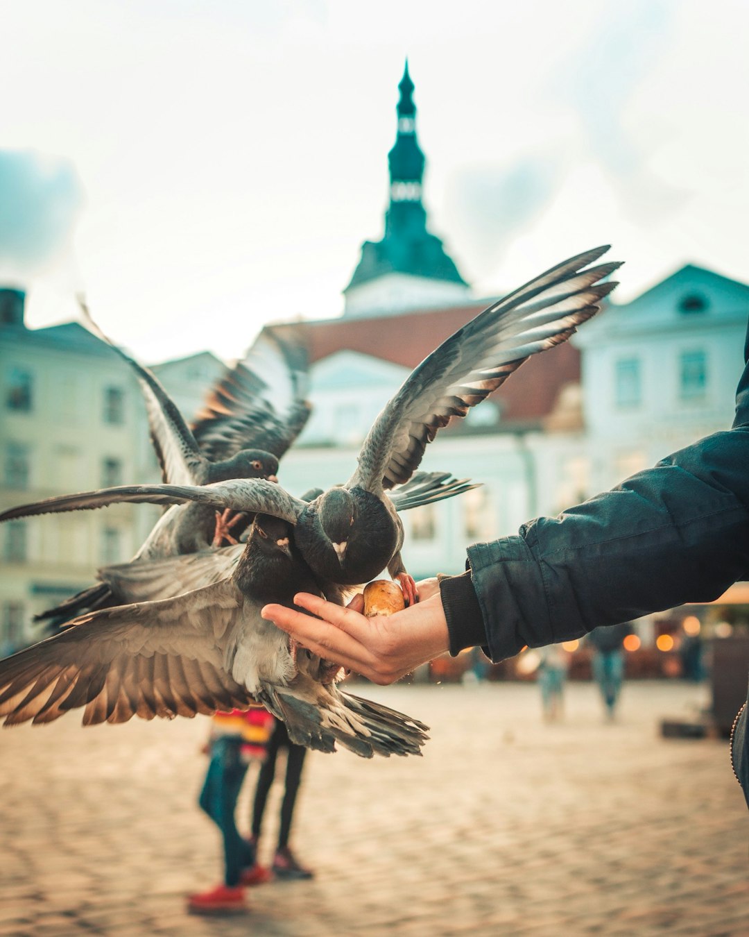 person in black jacket and blue denim jeans holding black and white bird