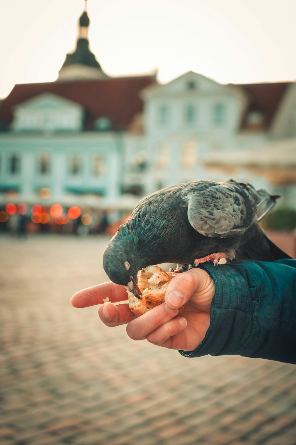 schwarz-weißer Vogel an der Hand