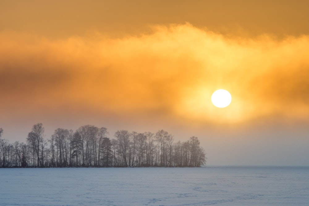 alberi innevati durante il tramonto