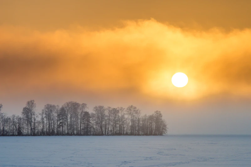 Snow-covered trees under a low winter sun