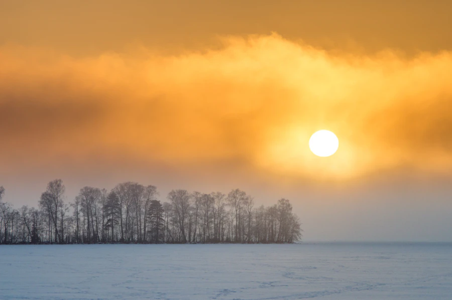 Besneeuwde bomen bij laagstaande winterzon, als beeld bij de vitamine D-winter