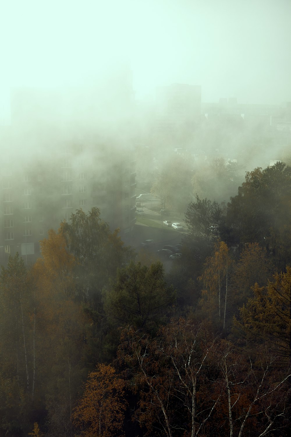 green trees under white sky during daytime