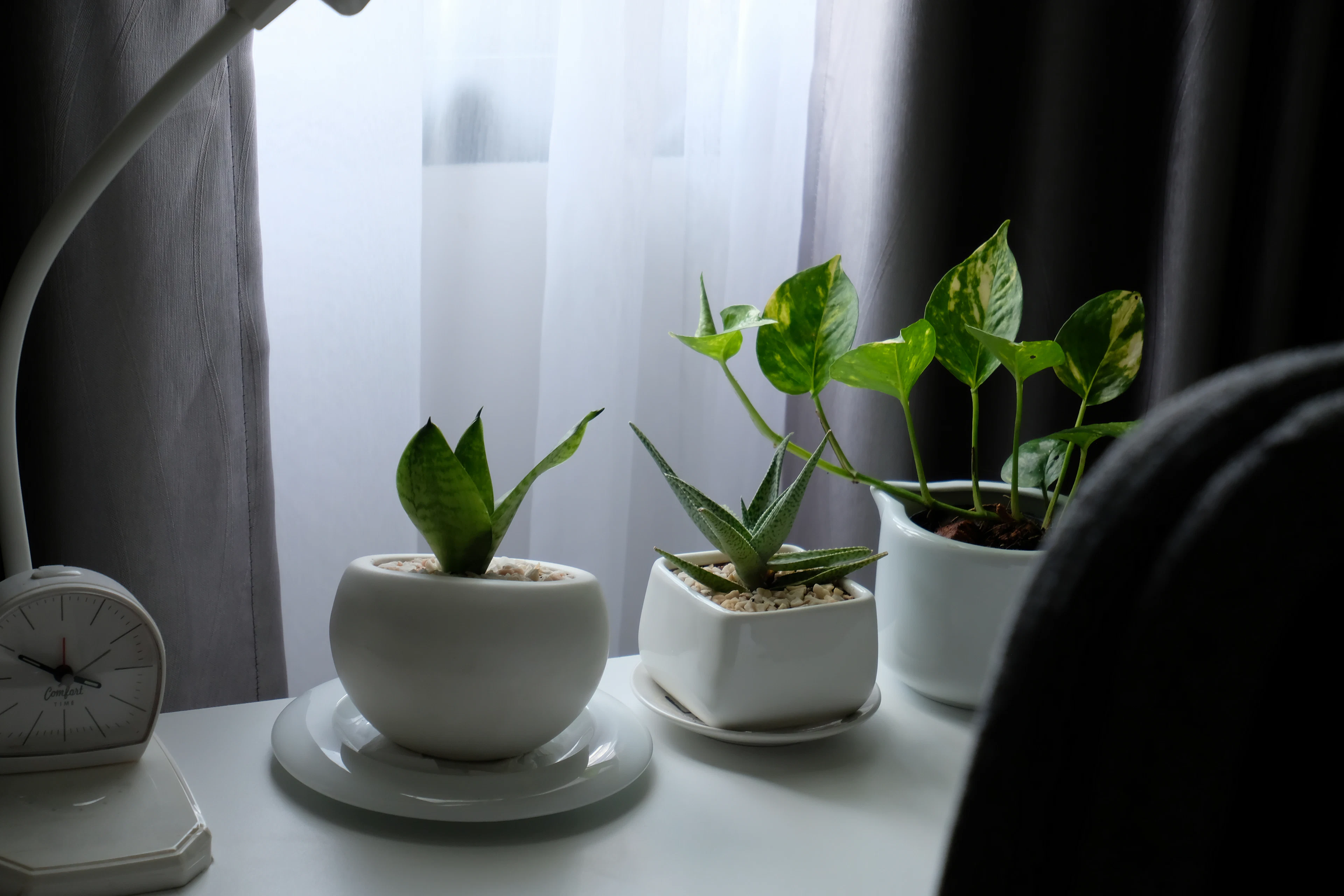 Small green plants in white ceramic pots on a table
