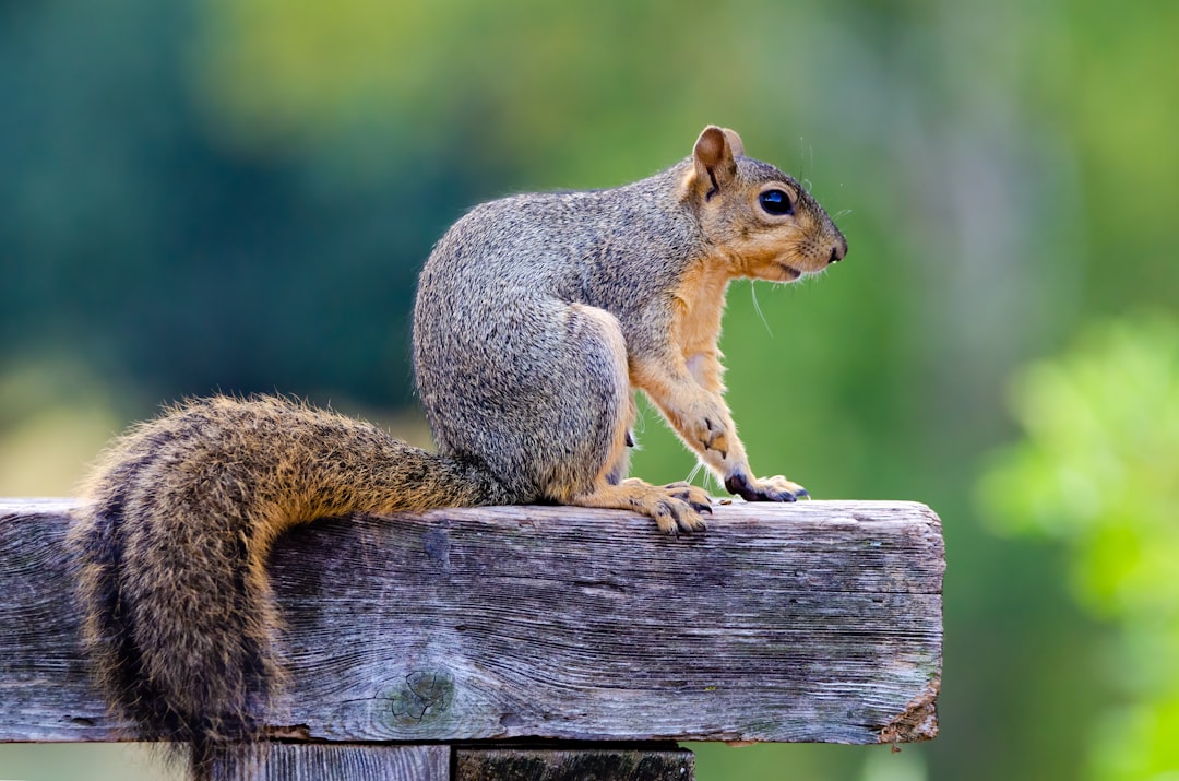 gray and brown squirrel on brown wooden plank during daytime