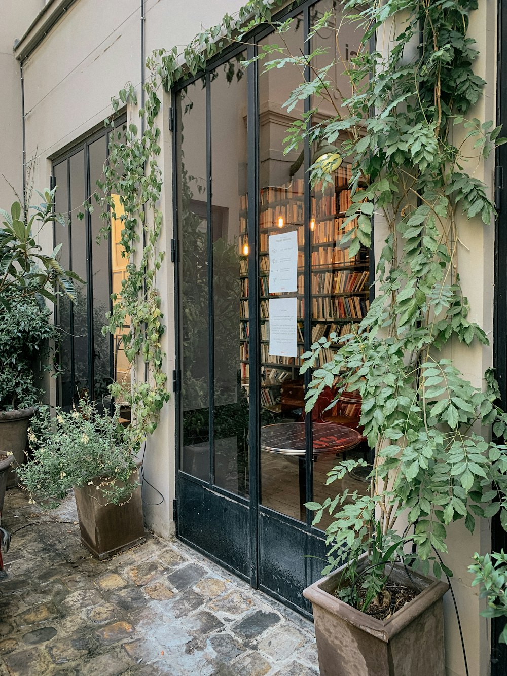 green potted plant beside glass window