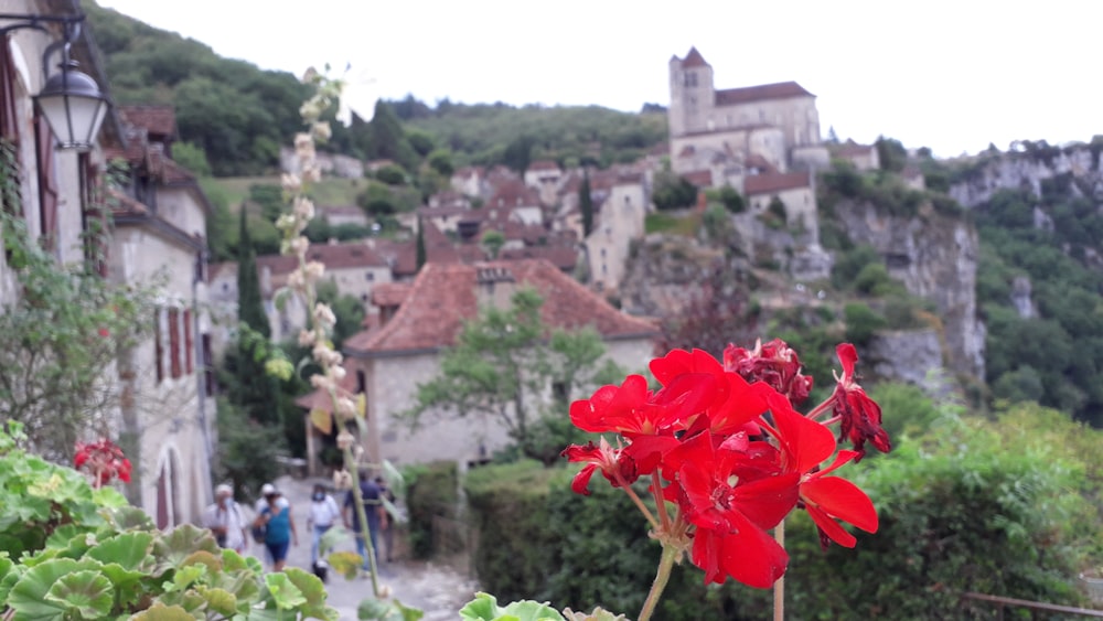 red flower in tilt shift lens