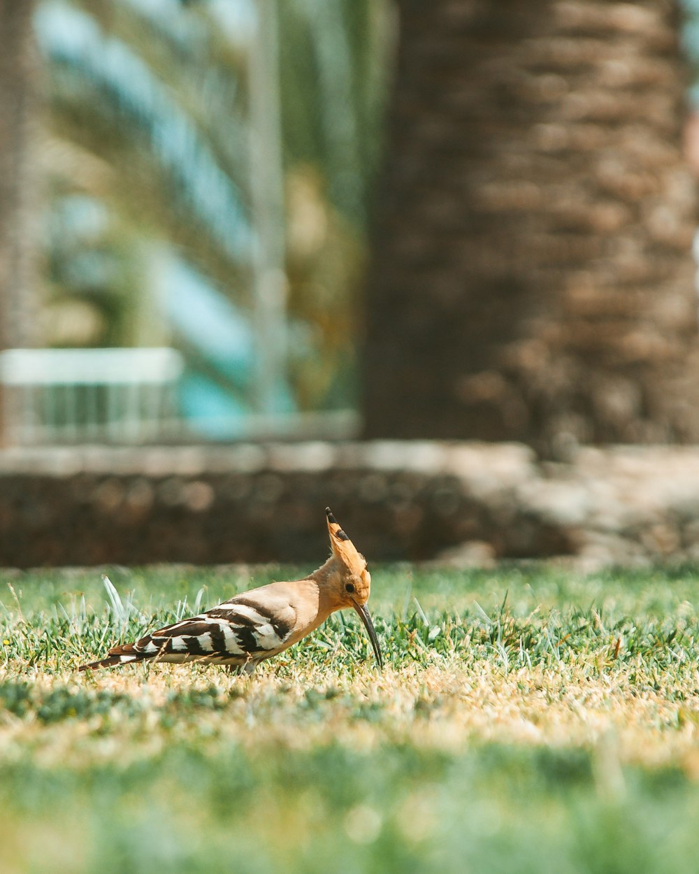 brown and black bird on green grass during daytime