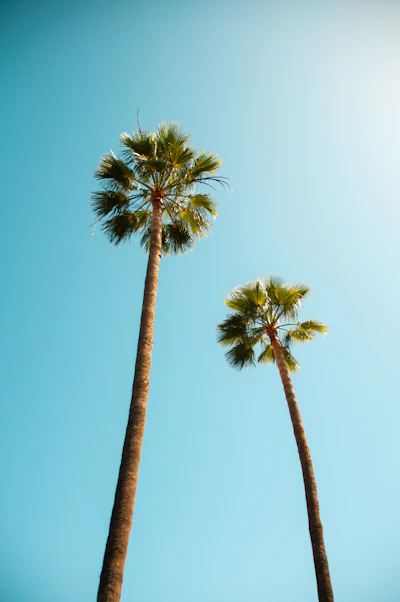 Palm trees against a blue sky