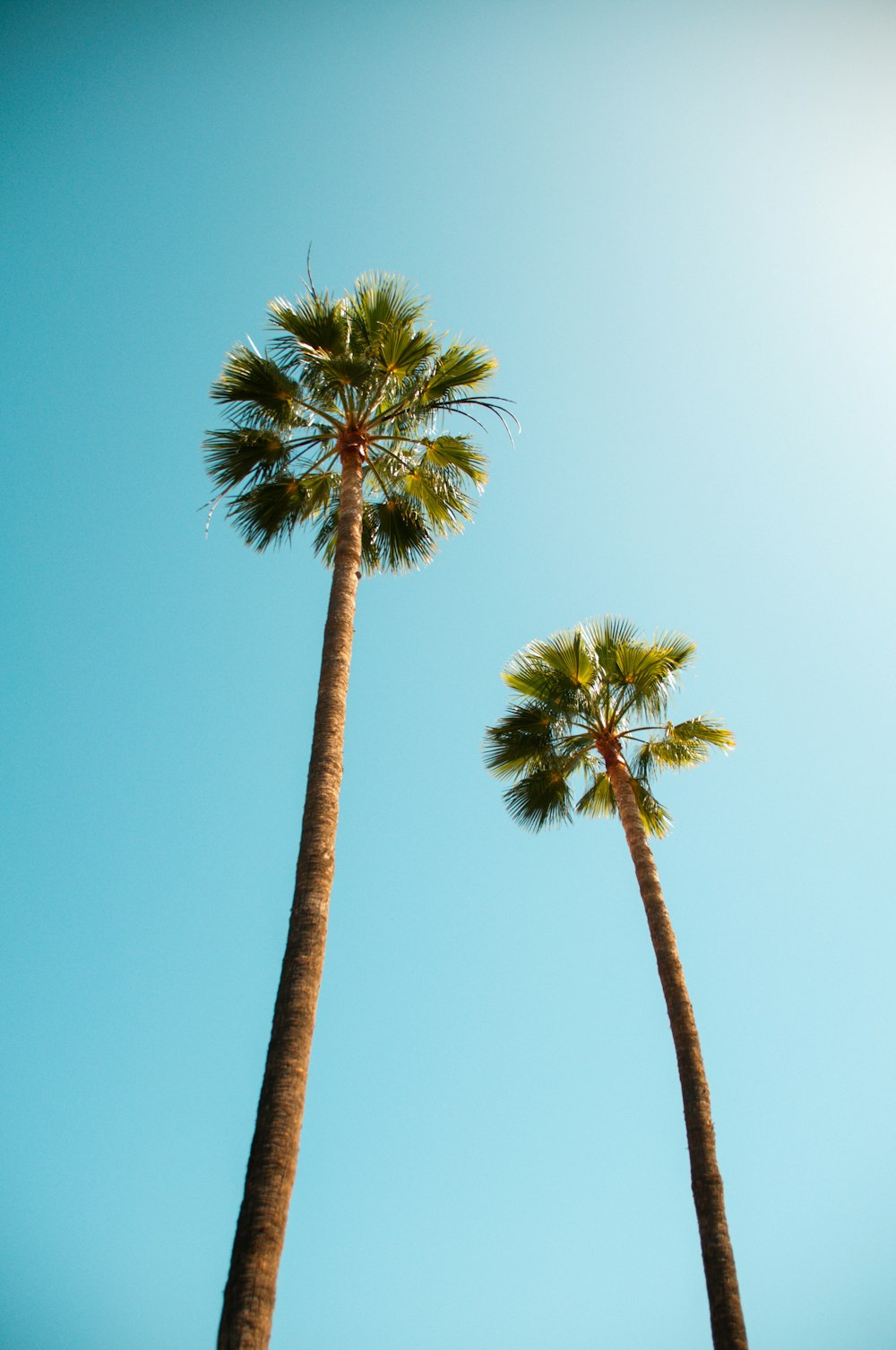 green palm tree under blue sky during daytime