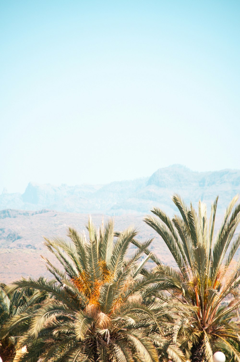 green palm tree near mountain during daytime