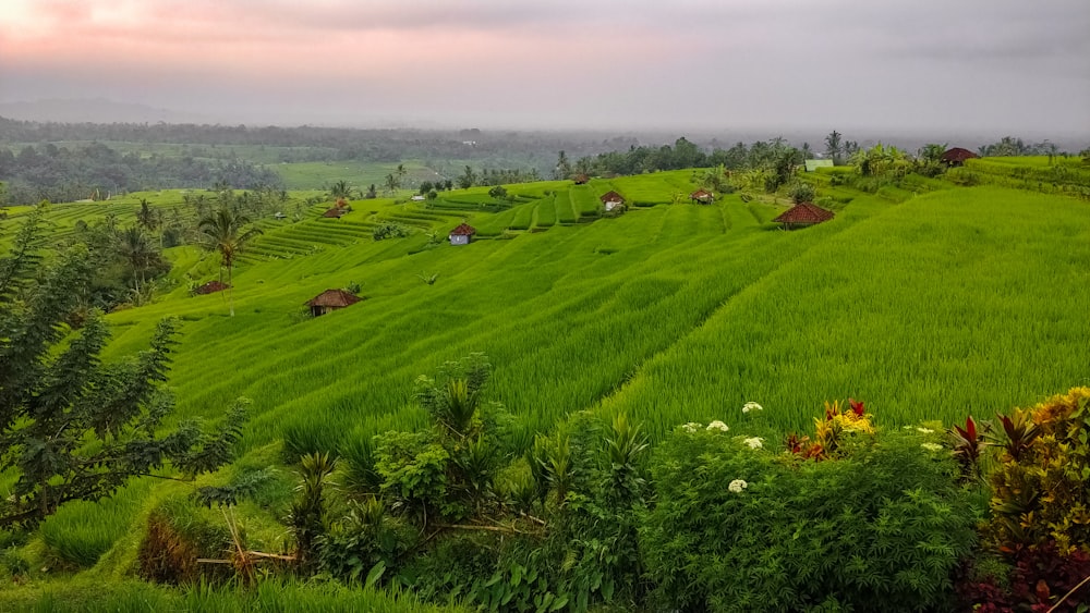 green grass field during daytime