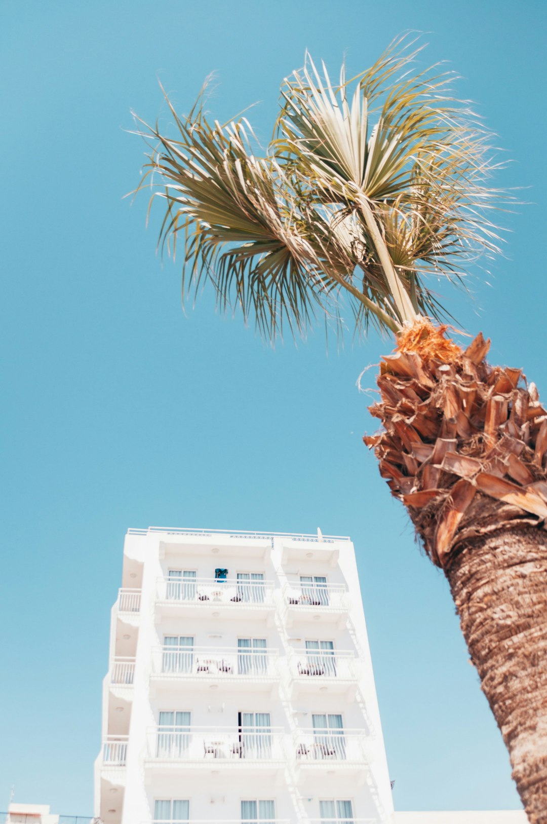 brown palm tree near white concrete building