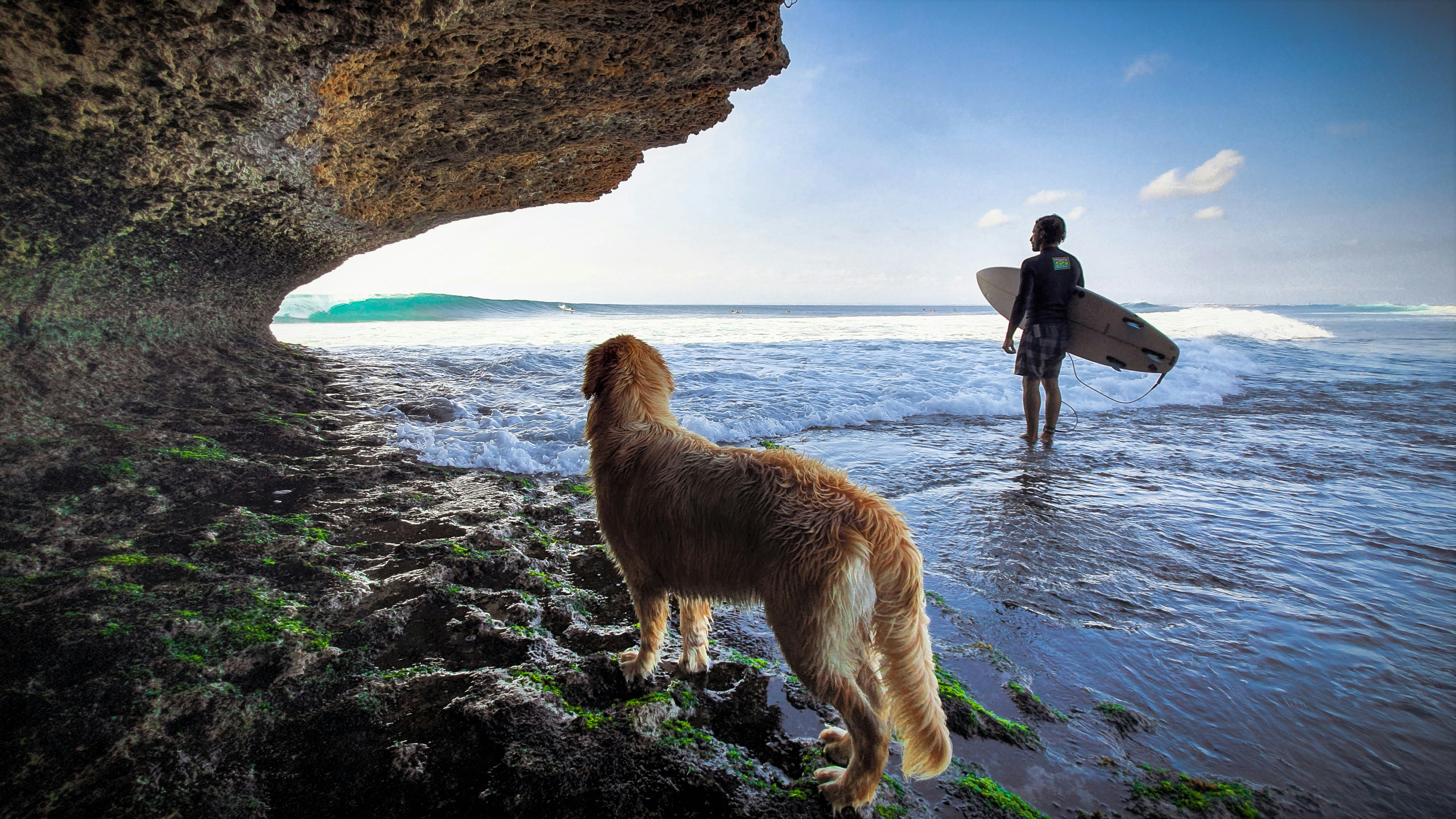 Riding the Waves: A Look at Dogs Surfing in California
