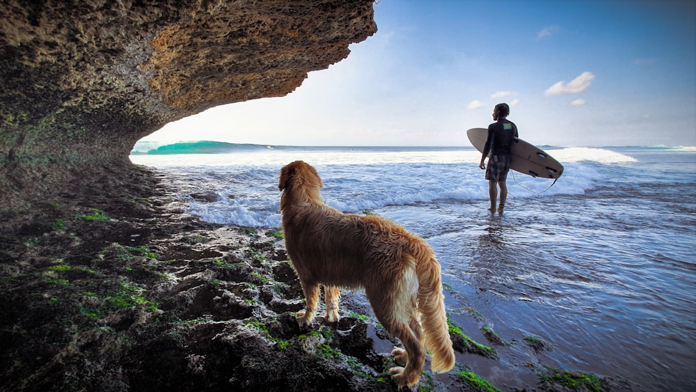 man in black jacket and blue denim jeans standing on seashore with golden retriever