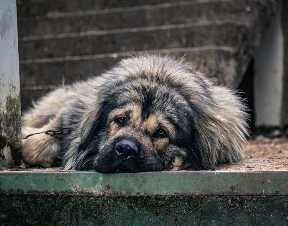 black and tan long coat medium dog lying on concrete floor during daytime