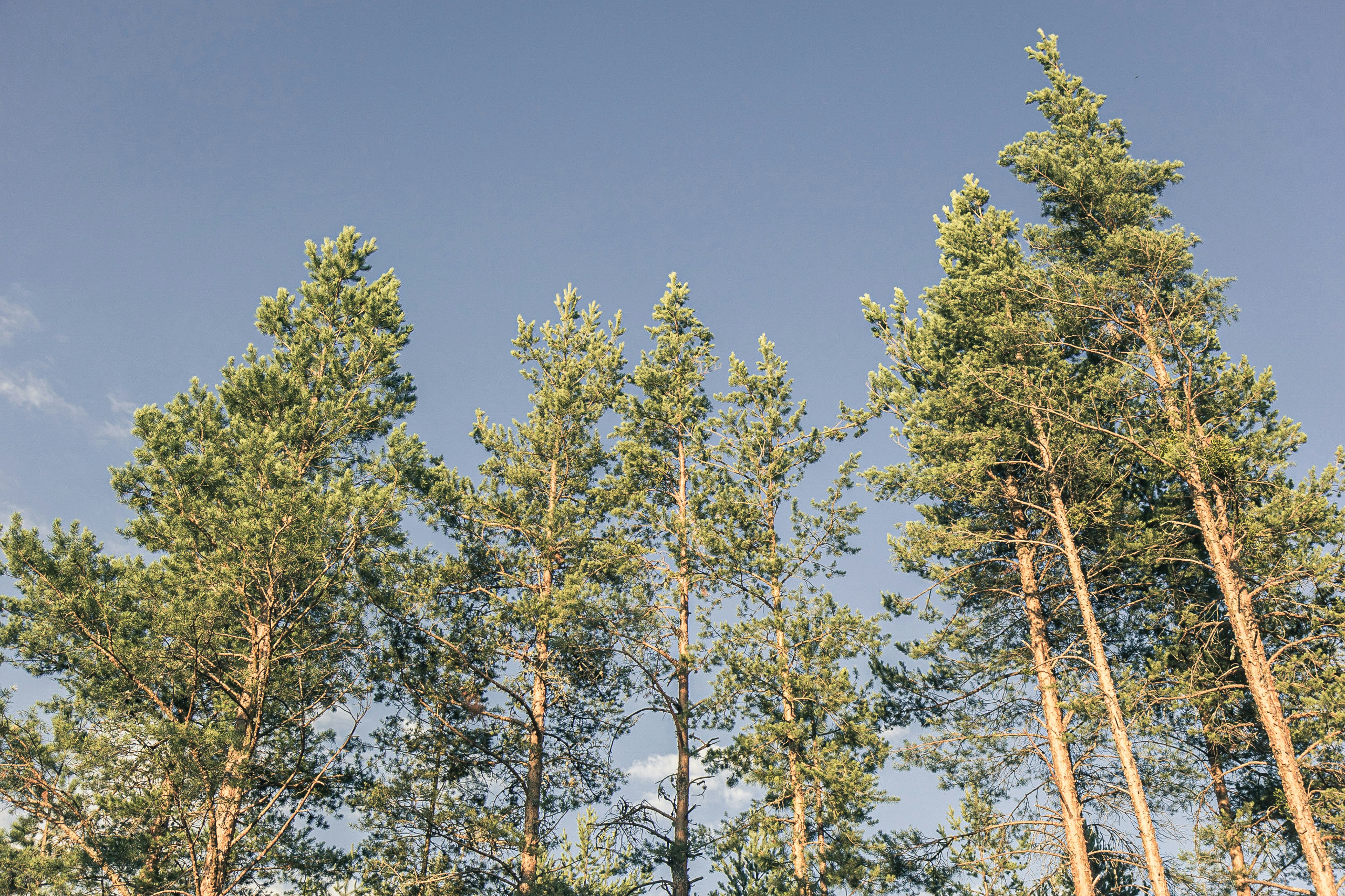 green and brown trees under blue sky during daytime