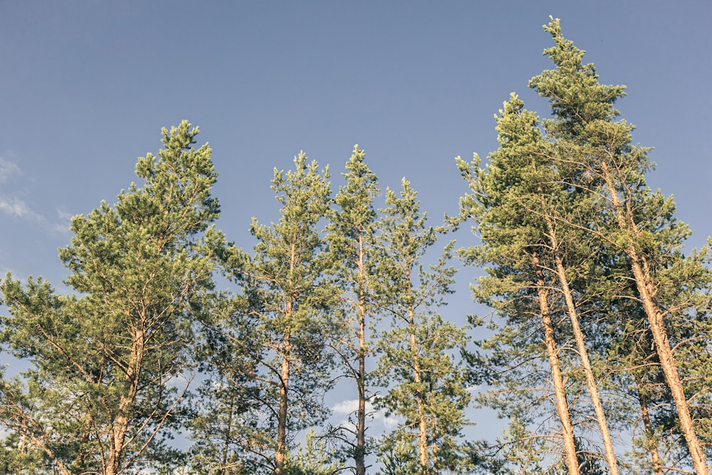 green and brown trees under blue sky during daytime