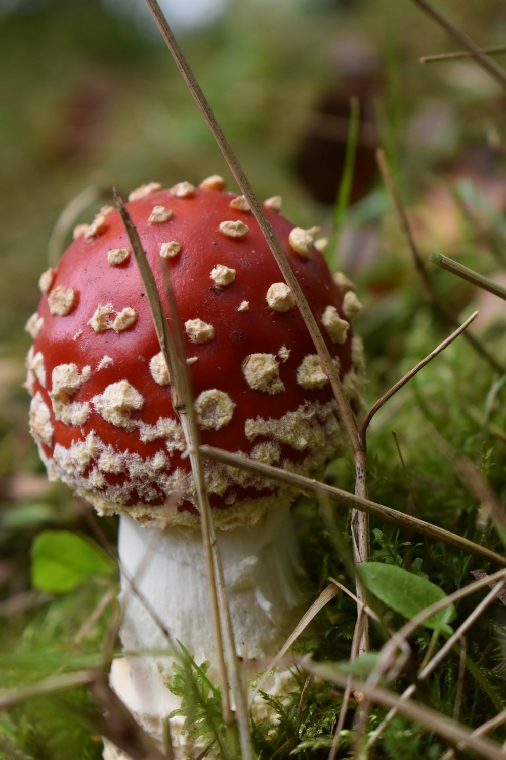 red and white mushroom in green grass field